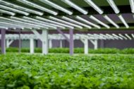 Schneider, Scale Microgrid supplying solar, storage and gas-fired power for indoor farming operation in PA